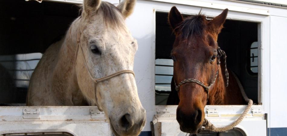 Two horses looking out of a horse float